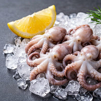 Baby Octopus